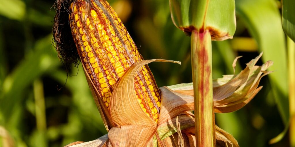 Syngenta Update - Wadler, Perches, Hundl & Kerlick