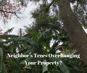 Neighbor's Trees Overhanging Your Property
