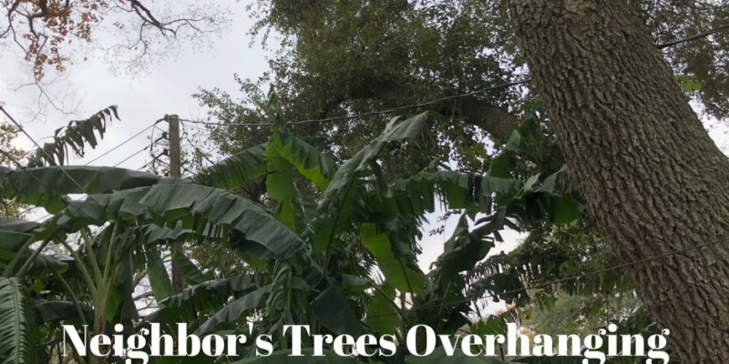 Neighbor's Trees Overhanging Your Property