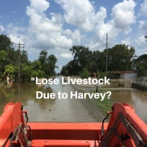 New Options for the Livestock Indemnity Program